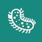 Bacterias